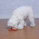 Brinquedo Odontopet Osso Dura Flat Nylon para Cães