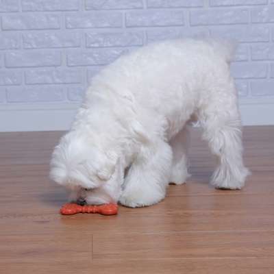 Brinquedo Odontopet Osso Dura Flat Nylon para Cães