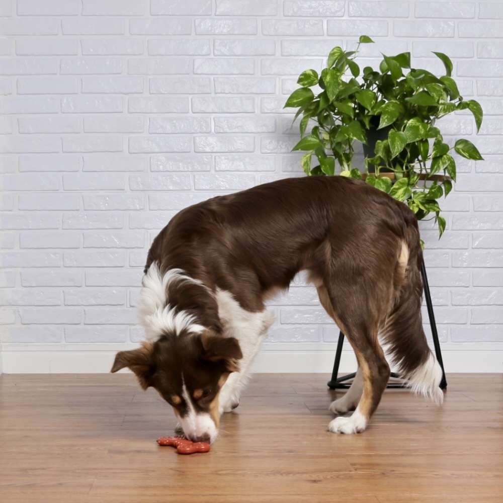 Brinquedo Odontopet Osso Dura Flat Nylon para Cães - Tam. M