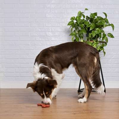 Brinquedo Odontopet Osso Dura Flat Nylon para Cães