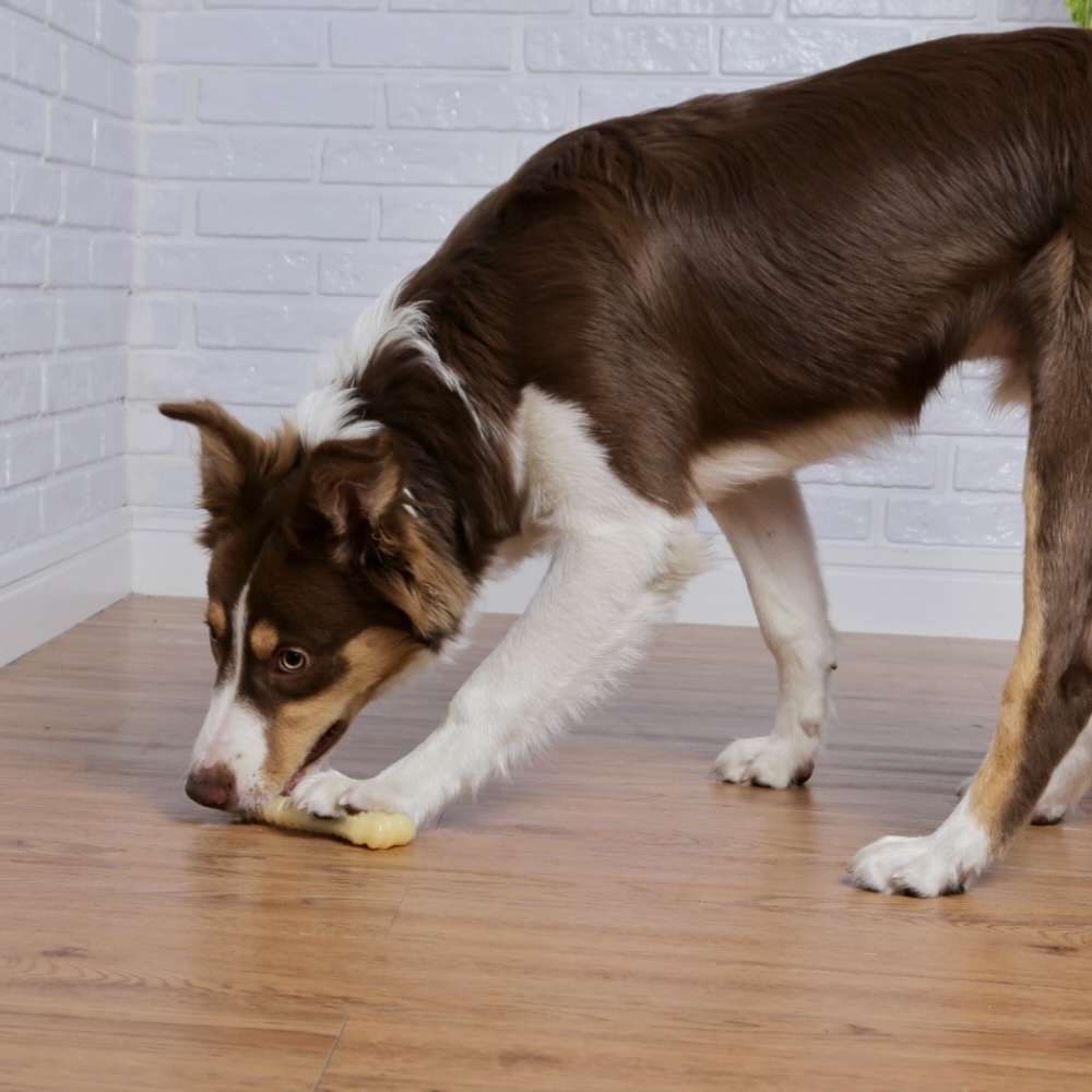 Brinquedo Odontopet Dura T.Bone Nylon para Cães - Tam. M
