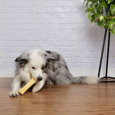 Brinquedo Odontopet Dura T.Bone Nylon para Cães