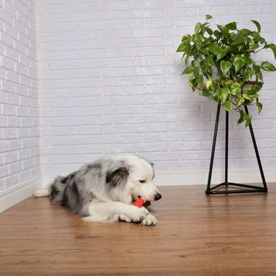 Brinquedo Odontopet Osso Advanced Oral Care para Cães