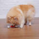 Brinquedo Odontopet Osso Advanced Oral Care para Cães