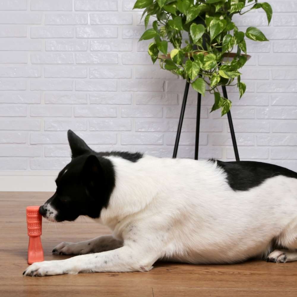 Brinquedo Odontopet Escova Advanced Oral Care Laranja para Cães - Tam. GG
