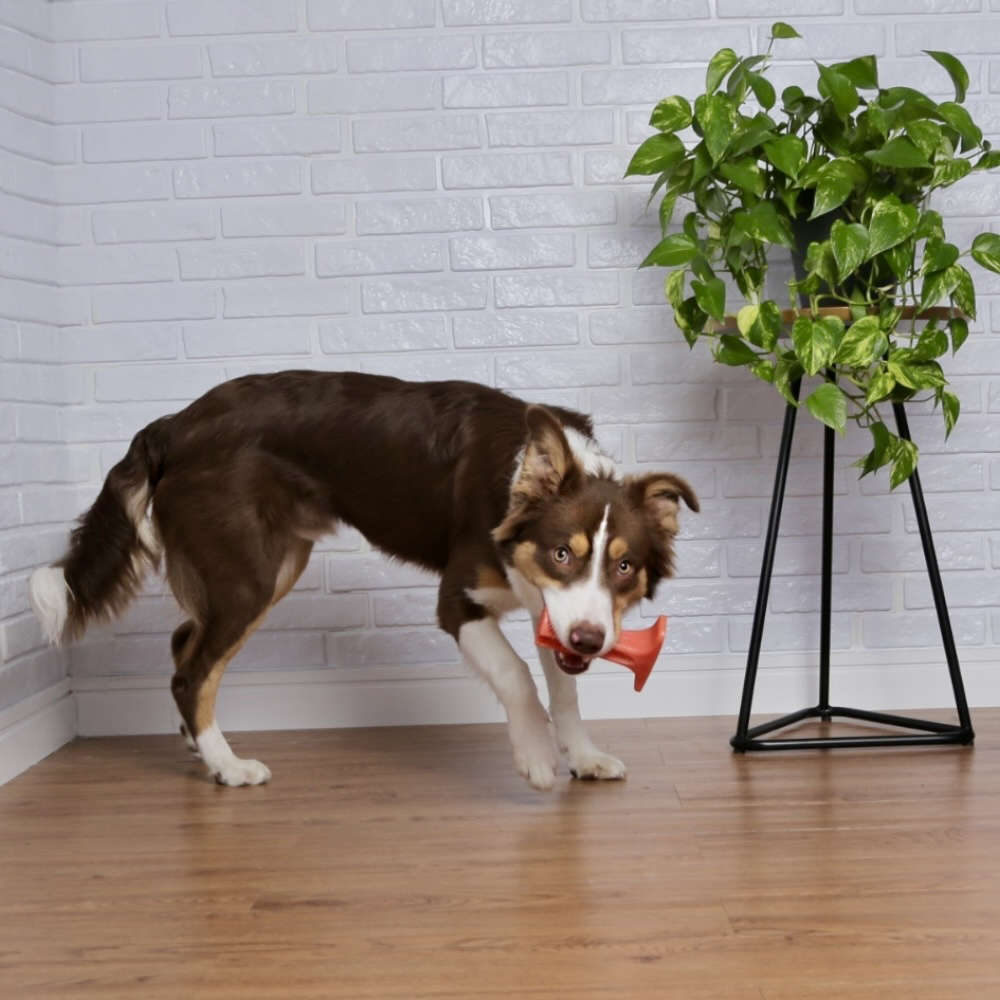 Brinquedo Odontopet Escova Advanced Oral Care Laranja para Cães - Tam. G