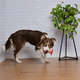 Brinquedo Odontopet Escova Advanced Oral Care Laranja para Cães