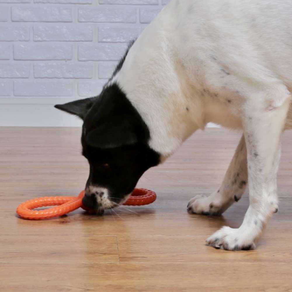 Brinquedo Odontopet Argola Dupla Flexi para Cães - Tam. Único