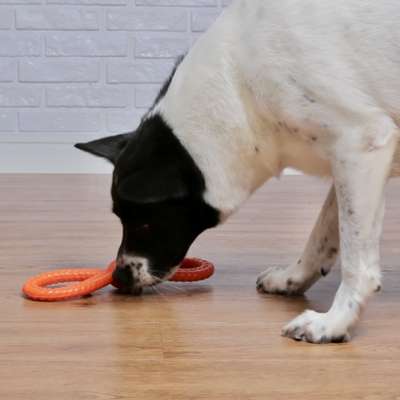 Brinquedo Odontopet Argola Dupla Flexi para Cães