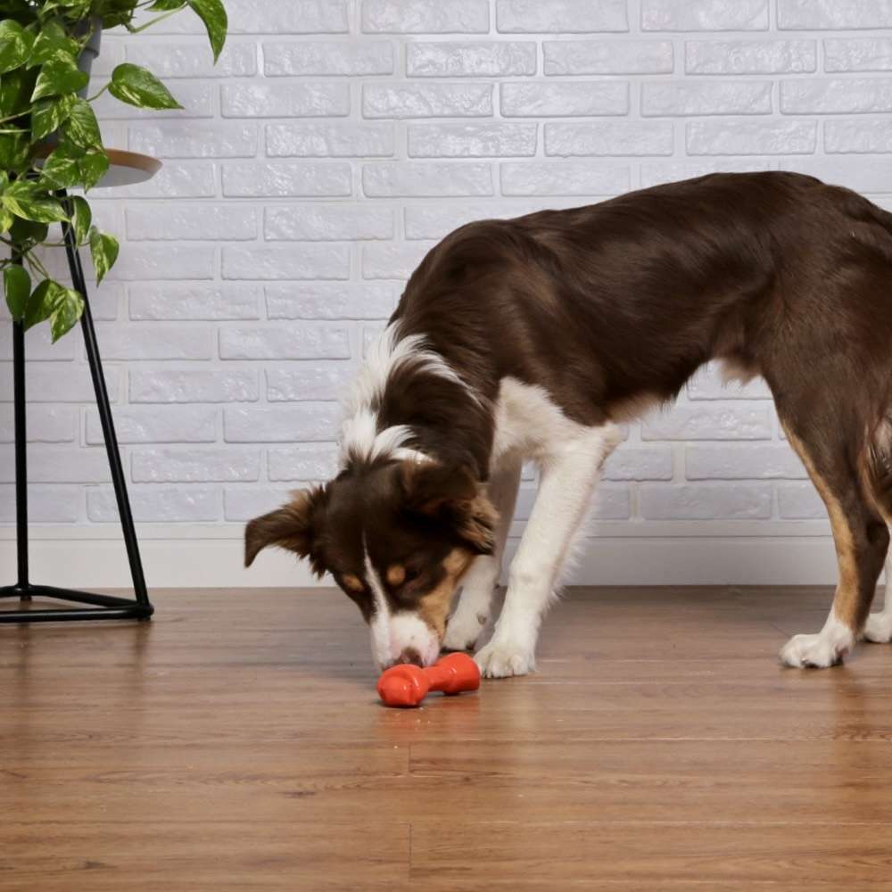 Brinquedo Odontopet Osso Big Bone Flexi Laranja para Cães - Tam. M