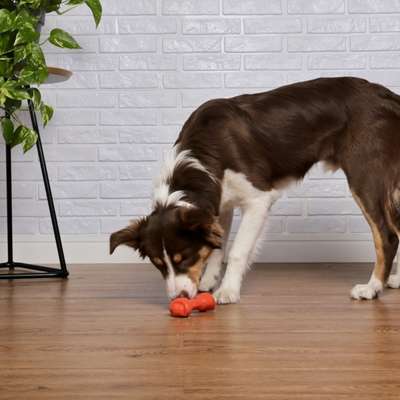 Brinquedo Odontopet Osso Big Bone Flexi Laranja para Cães