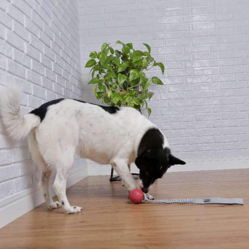 Brinquedo Mordedor Bungee Hangler Vermelho para Cães - Tam. Único