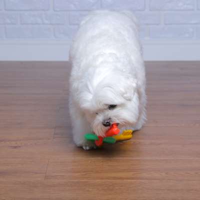 Brinquedo Odontopet Chaves Júnior para Cães Filhotes
