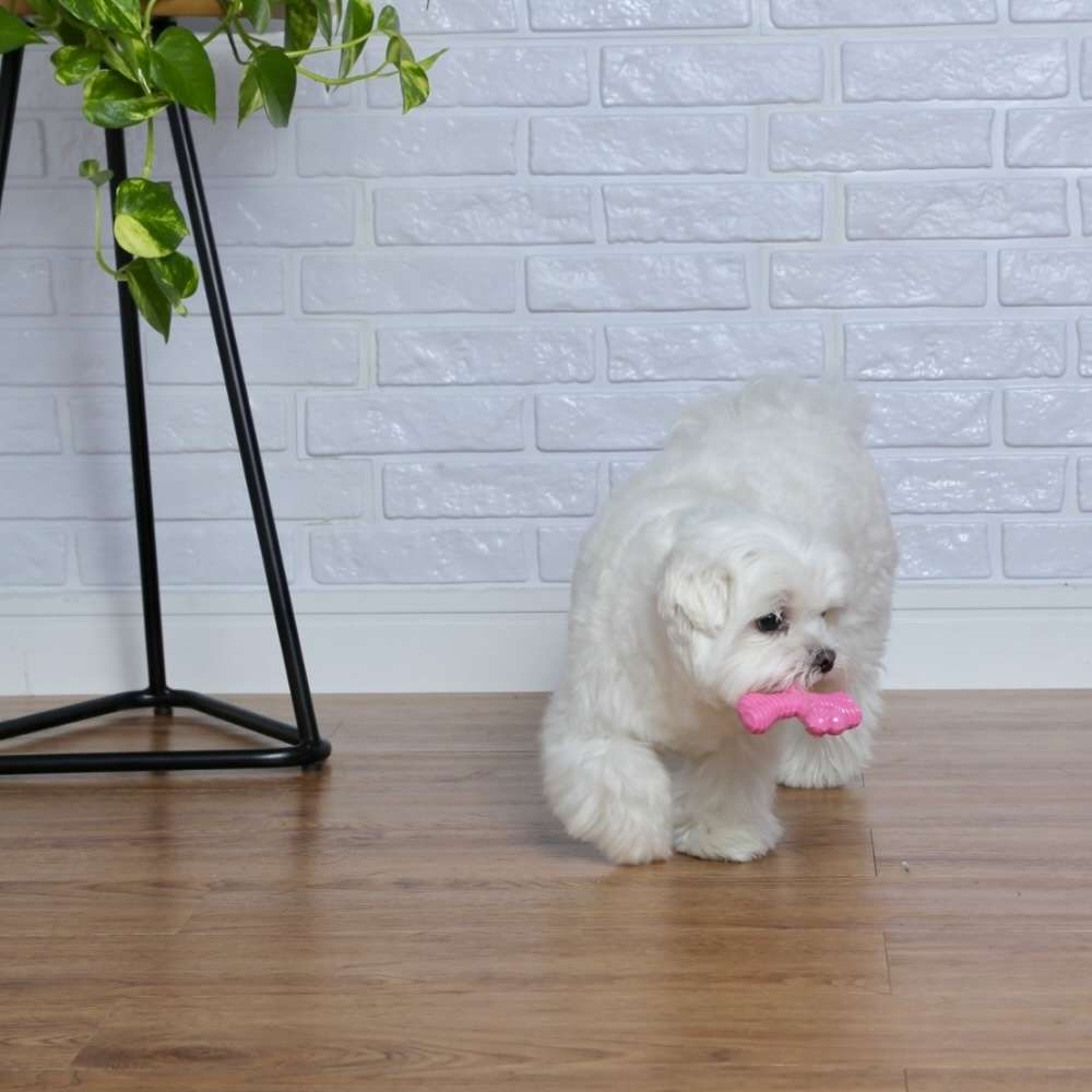 Brinquedo Odontopet Spinner Júnior Rosa para Cães Filhotes - Tam. Único