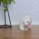 Brinquedo Odontopet Spinner Júnior Rosa para Cães Filhotes