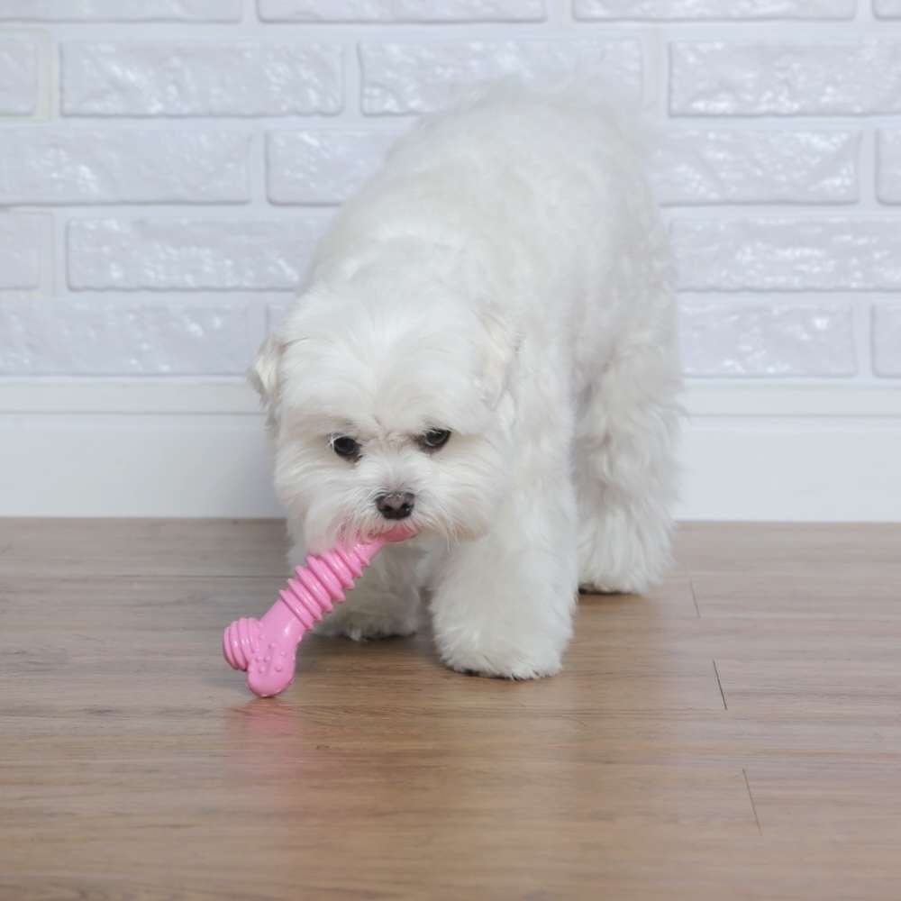 Brinquedo Odontopet Osso Júnior Rosa para Cães Filhotes - Tam. Único