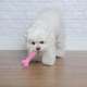 Brinquedo Odontopet Osso Júnior Rosa para Cães Filhotes