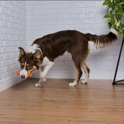 Brinquedo Odontopet Osso Bone Flexi Laranja para Cães