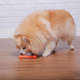 Brinquedo Odontopet Osso Bone Flexi Laranja para Cães