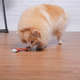 Brinquedo Chalesco Coxa para Cães