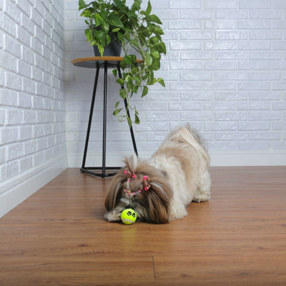 Brinquedo Chalesco Bola de Tenis 2 Unidades para Cães - Tam. P