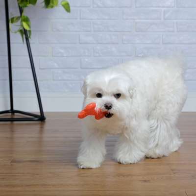 Brinquedo Odontopet Osso Flexi Flat Laranja para Cães
