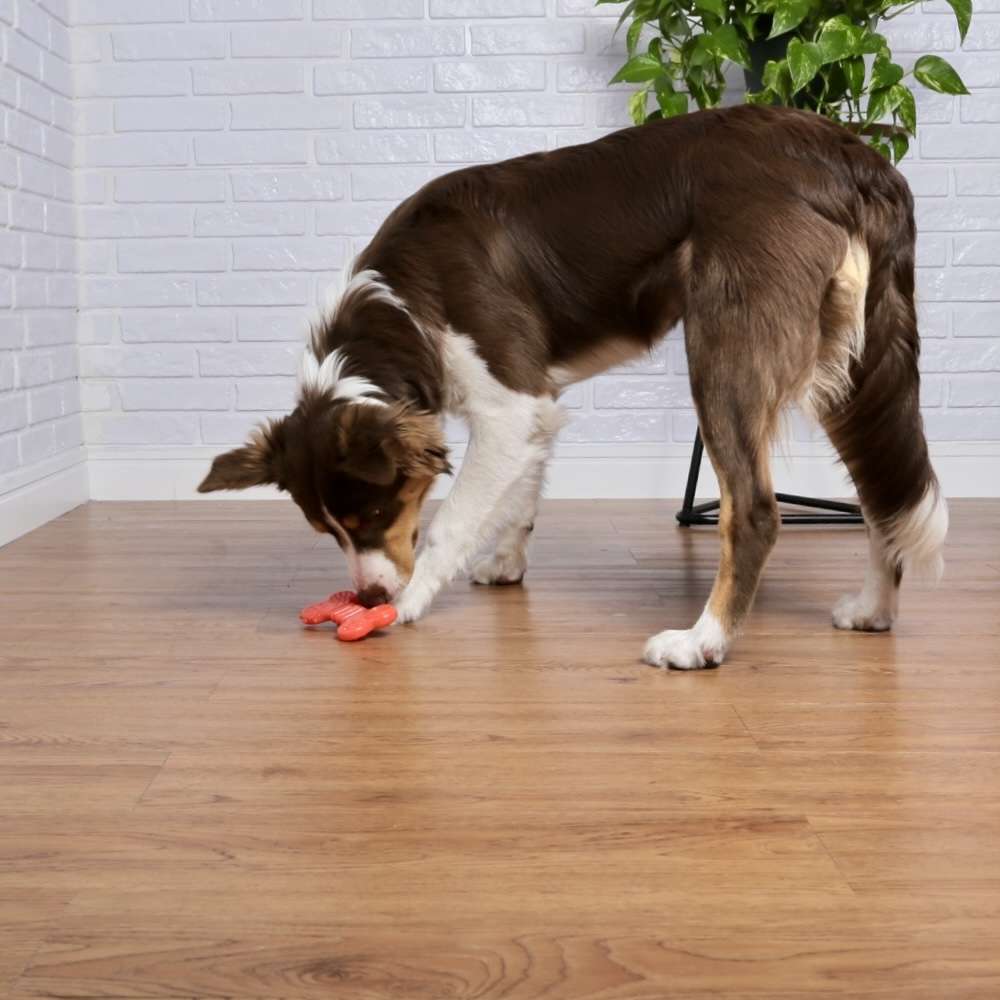 Brinquedo Odontopet Osso Flexi Flat Laranja para Cães - Tam. M