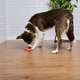 Brinquedo Odontopet Osso Flexi Flat Laranja para Cães