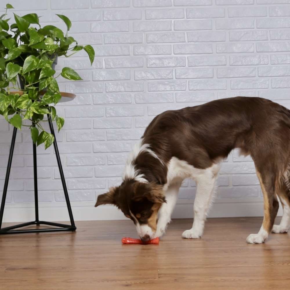 Brinquedo Odontopet Flexi T.Bone Laranja para Cães - Tam. M