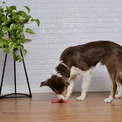 Brinquedo Odontopet Flexi T.Bone Laranja para Cães