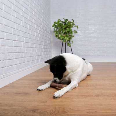 Brinquedo Odontopet Flexi Tronco para Cães