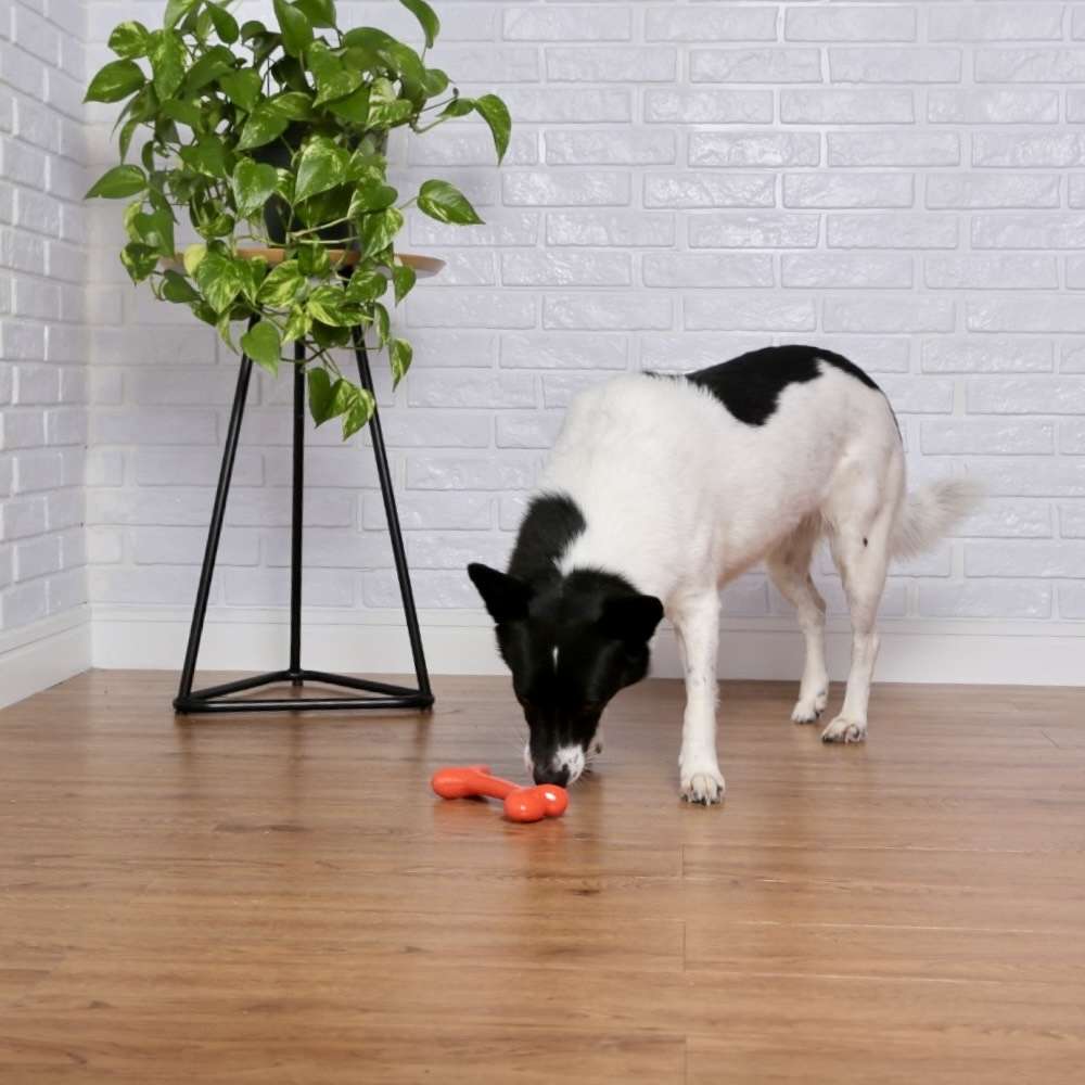 Brinquedo Odontopet Osso Laranja para Cães Sênior - Tam. G