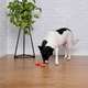 Brinquedo Odontopet Osso Laranja para Cães Sênior