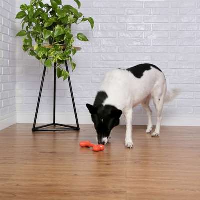 Brinquedo Odontopet Osso Laranja para Cães Sênior