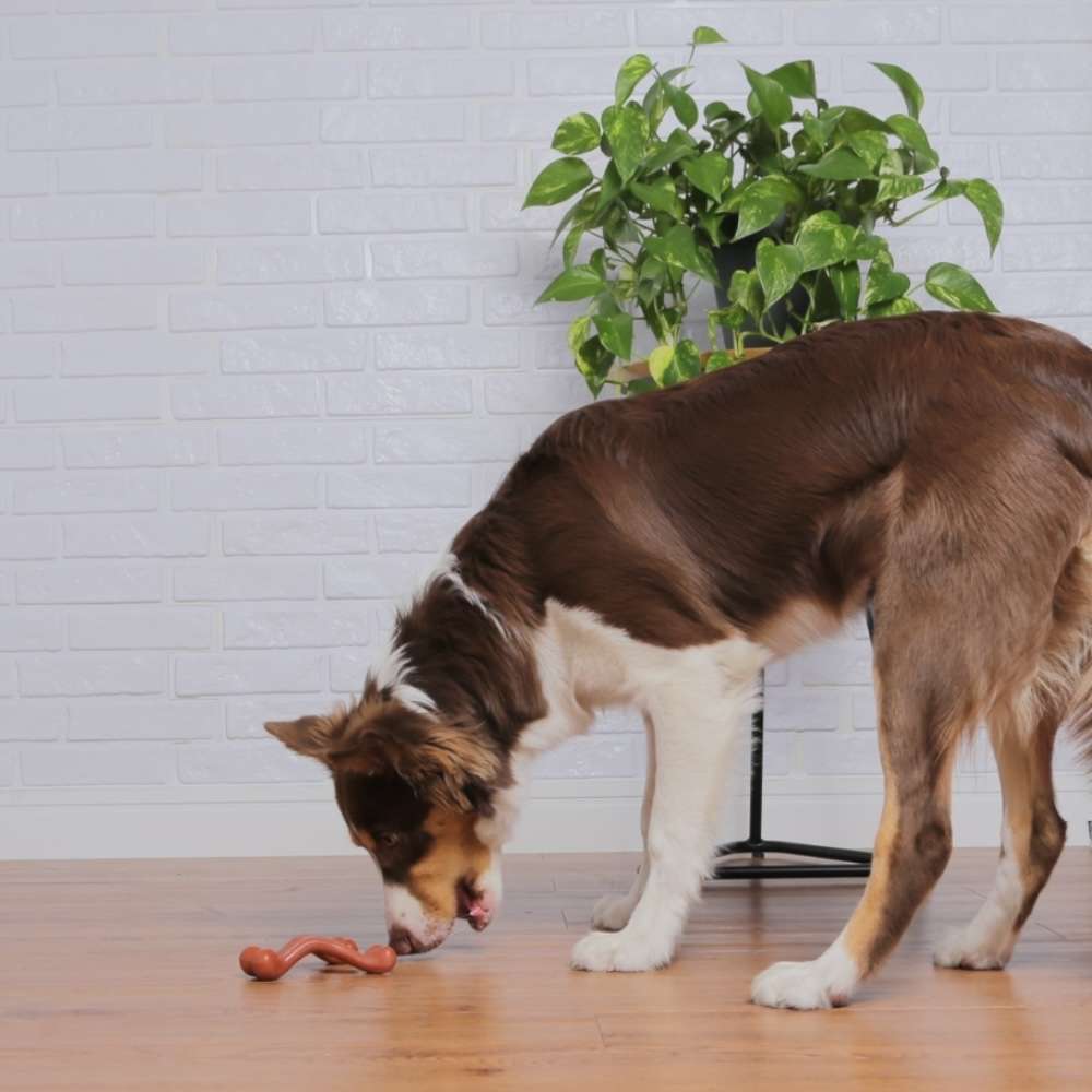 Brinquedo Odontopet Dura Wishbone Nylon para Cães - Tam. M