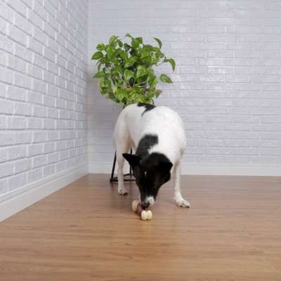 Brinquedo Chalesco Durabone para Cães