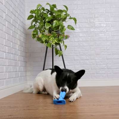 Brinquedo Chalesco Dura Dente para Cães