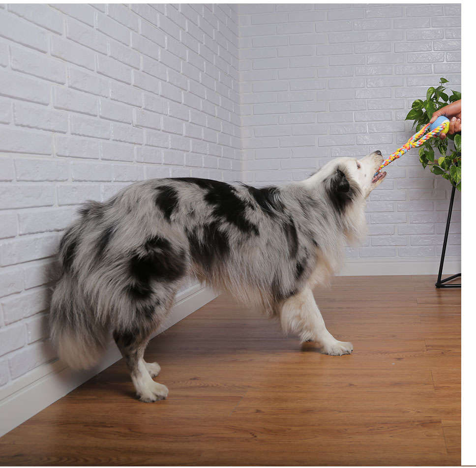 Brinquedo Puxa Bola de Tênis Colorido para Cães - Tam. Único