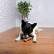 Brinquedo Osso Nylon Sabor Bacon para Cães