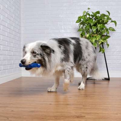 Brinquedo Odontopet Massageador Dental Azul para Cães
