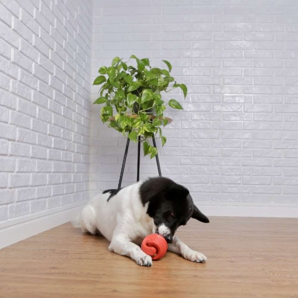 Brinquedo Interativo Germanhart Bola Maluca Spinball Porta Petisco para Cães - Tam. Único