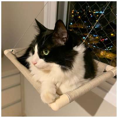 Cama de Janela Catbed Malibu para Gatos