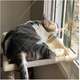 Cama de Janela Catbed Malibu para Gatos