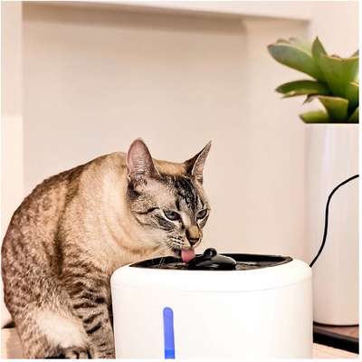 Fonte Bebedouro Jambo Pet para Gatos”