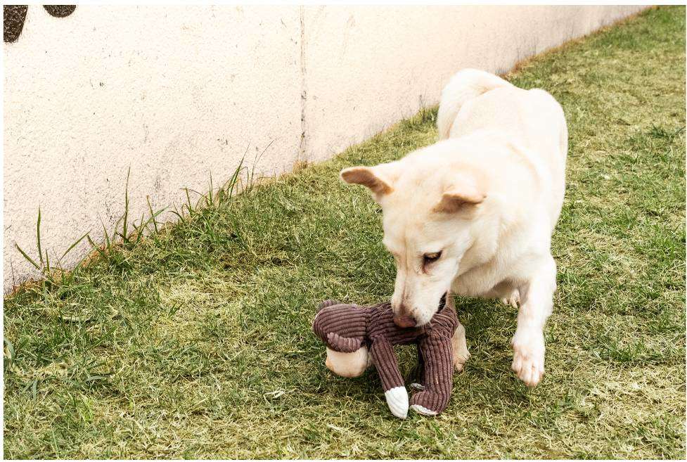 Brinquedo Pelúcia Macaco Germanhart Maucaco Marrom - Tam. Único