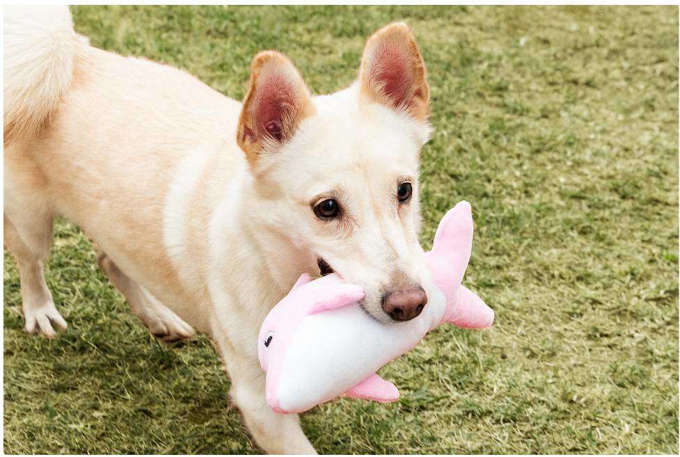 Brinquedo Pelúcia Golfinho Germanhart Gaulfinho Rosa - Tam. Único