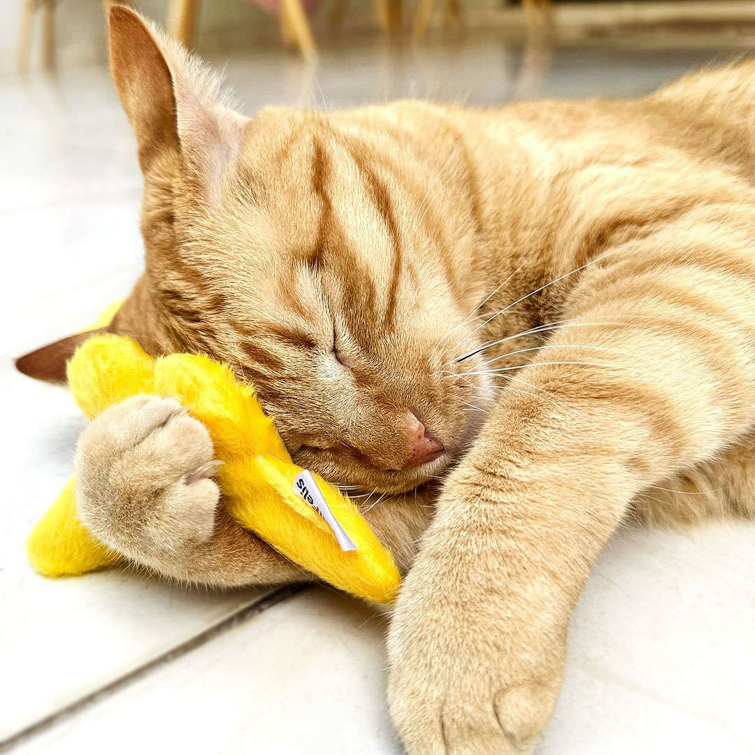 Brinquedo Pelúcia Gatton CatFood Borboleta com Catnip para Gatos - Tam. Único