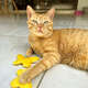 Brinquedo Pelúcia Gatton CatFood Borboleta com Catnip para Gatos”