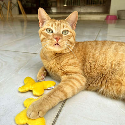 Brinquedo Pelúcia Gatton CatFood Borboleta com Catnip para Gatos”