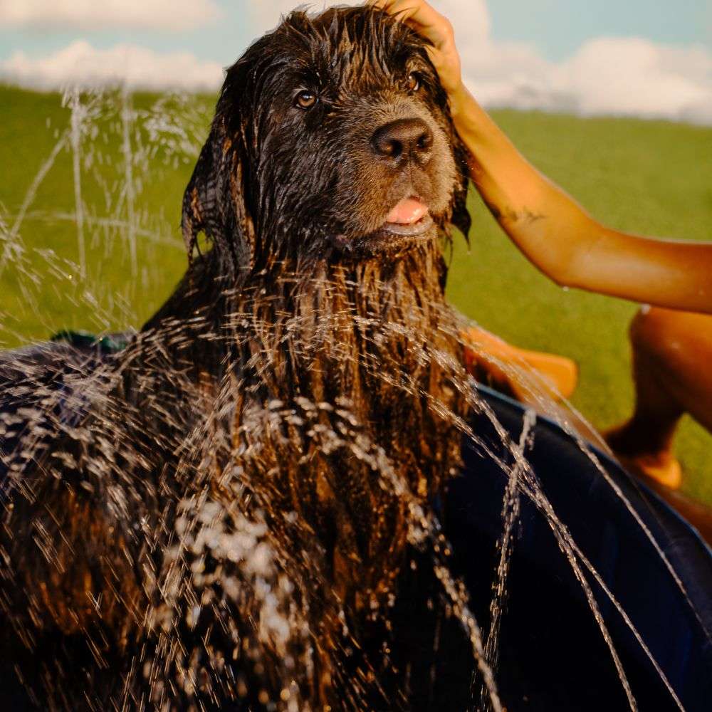 Piscina Splash 2 em 1 Meau para Cães - Tam. Único
